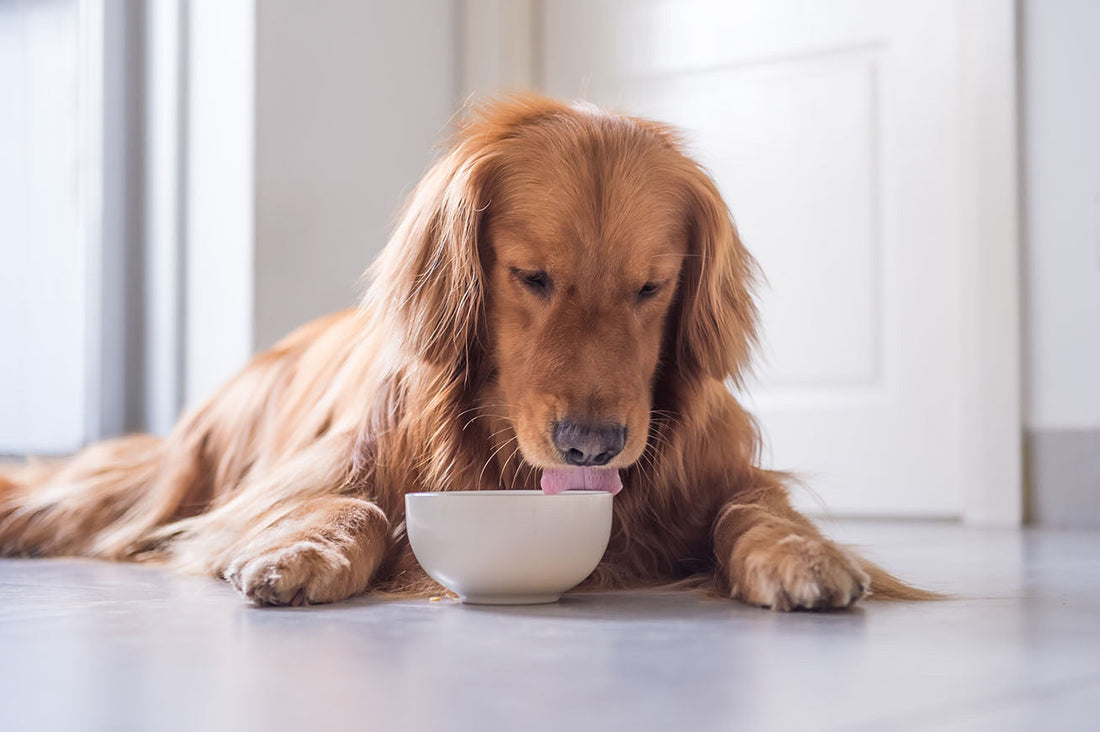 6 reasons to disinfect your dog's equipment