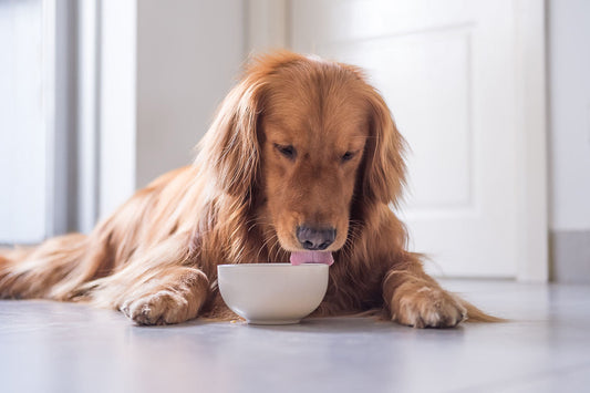 6 reasons to disinfect your dog's equipment