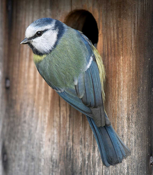 6 simple tips to let birds brood in your garden