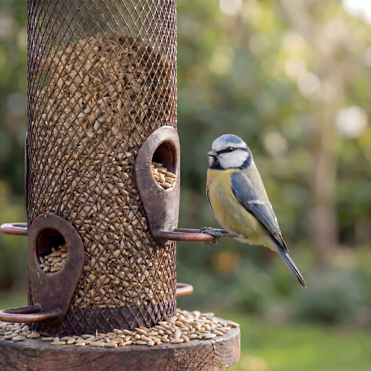 Birdy_Premium_Sunflower_Hearts_Lifestyle