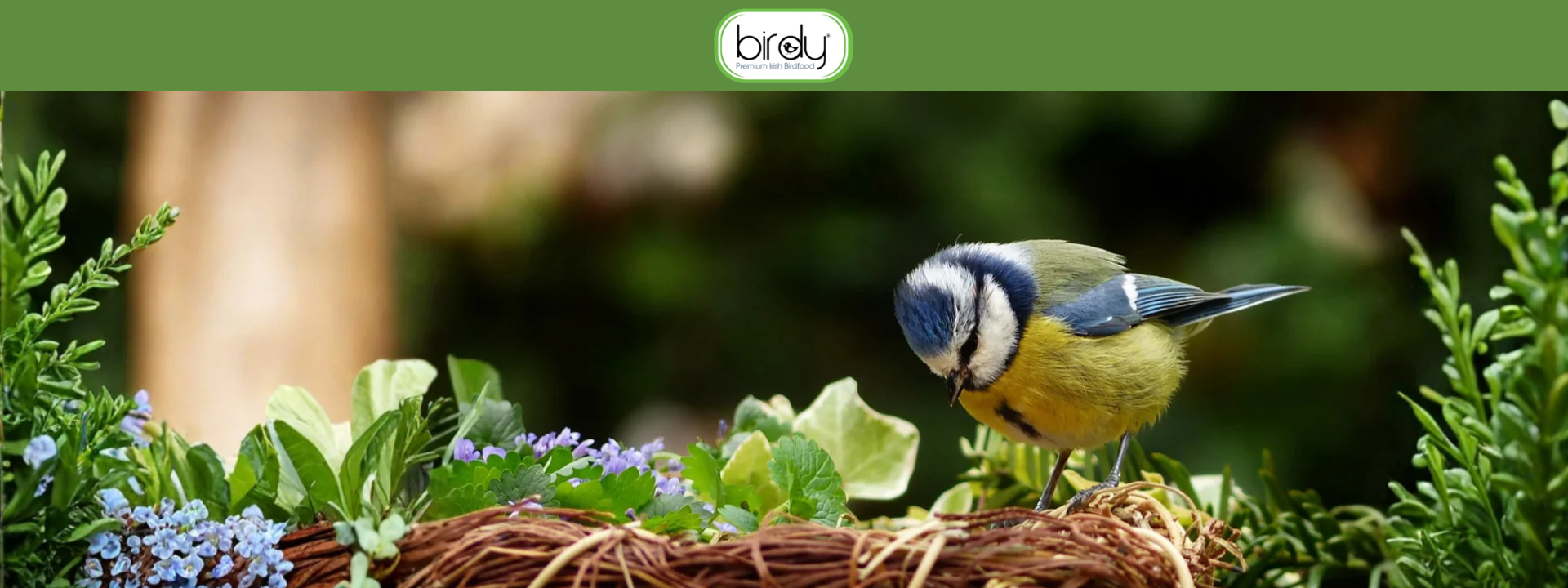 Birdy banner