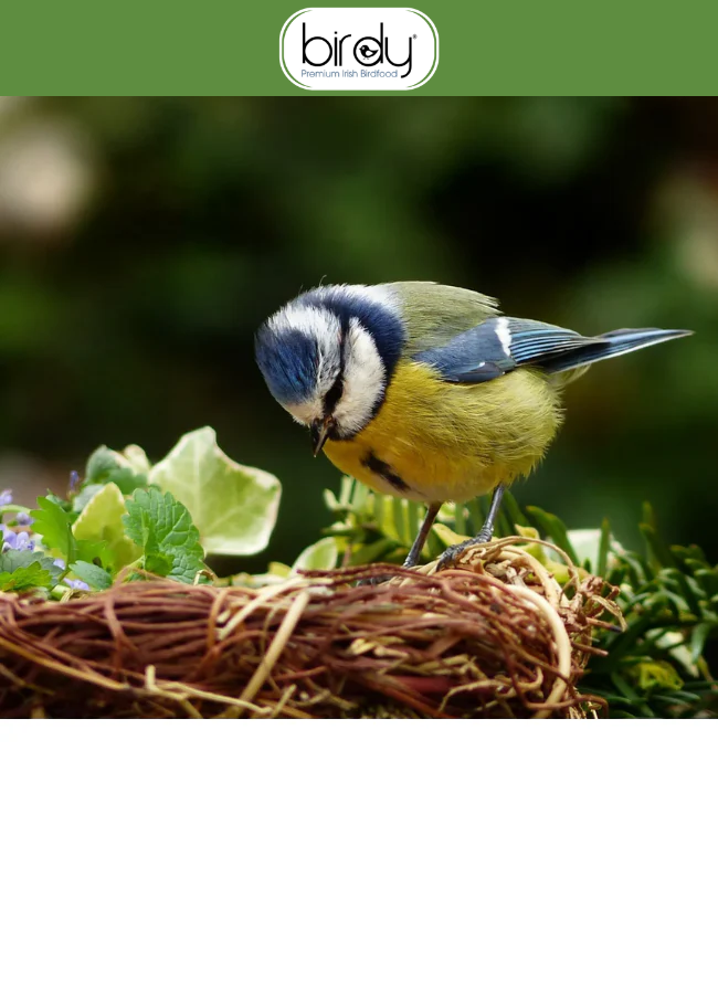 Birdy banner