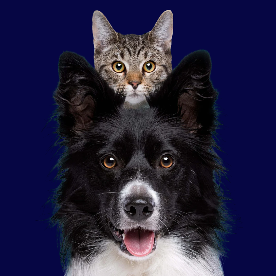 Simba Banner Dog and  Cat