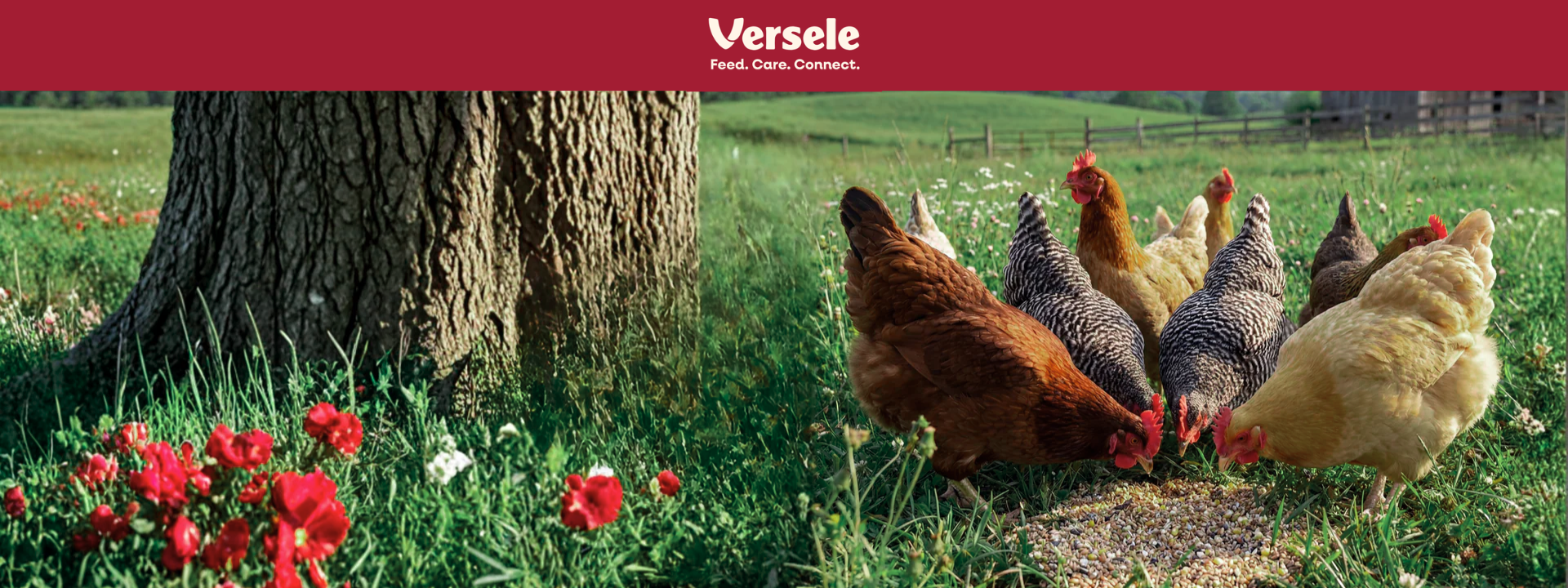 Versele Laga banner
