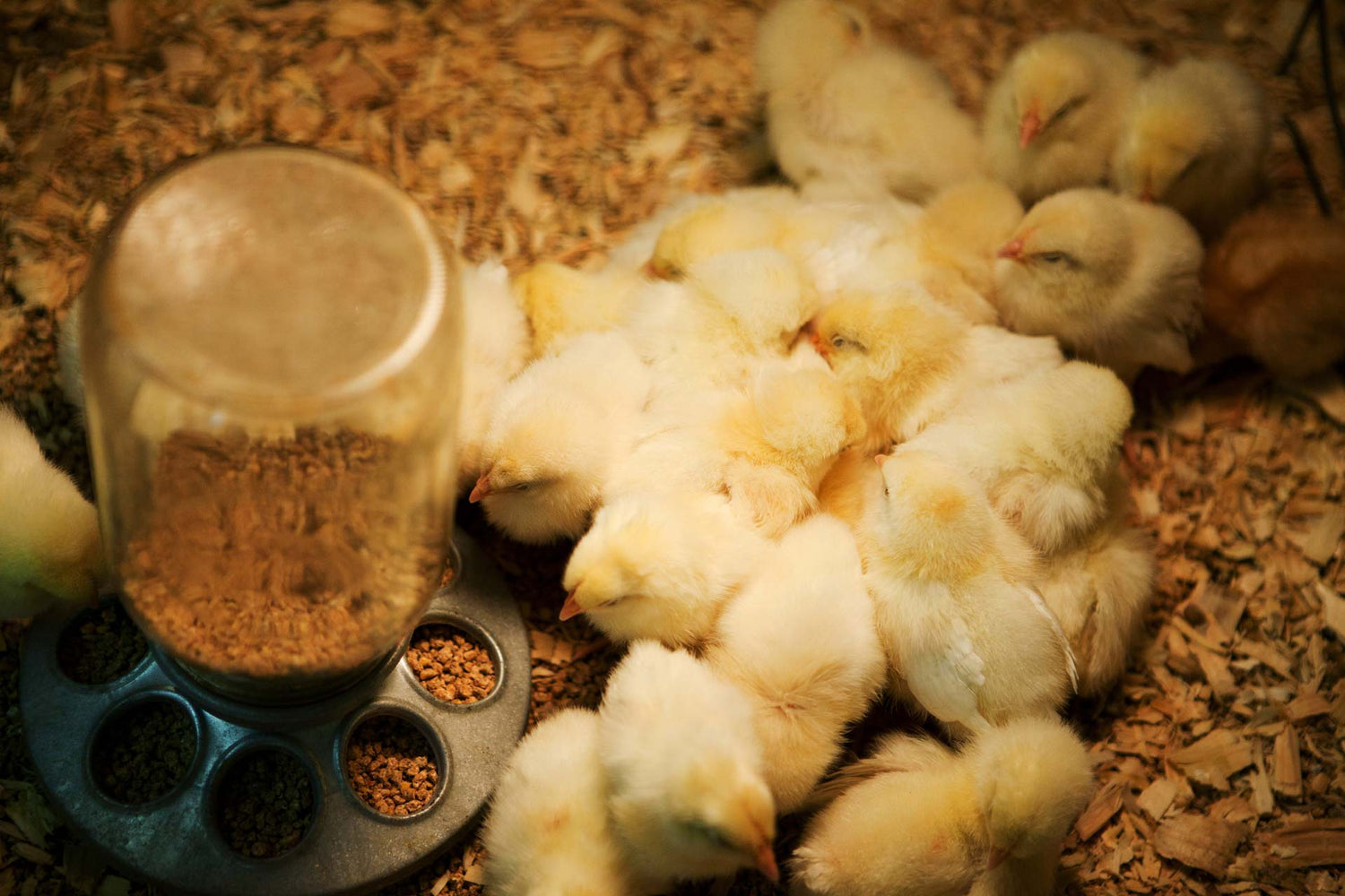 Versele lifestyle banner of chickens