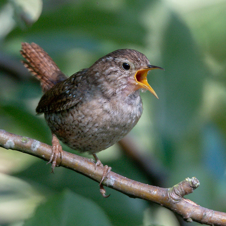 birdy bird image1