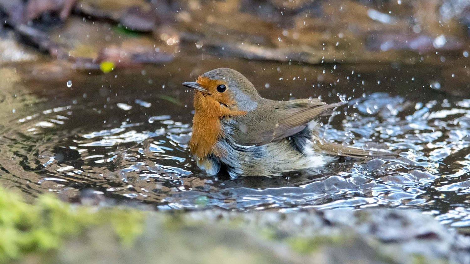 birdy bird image 