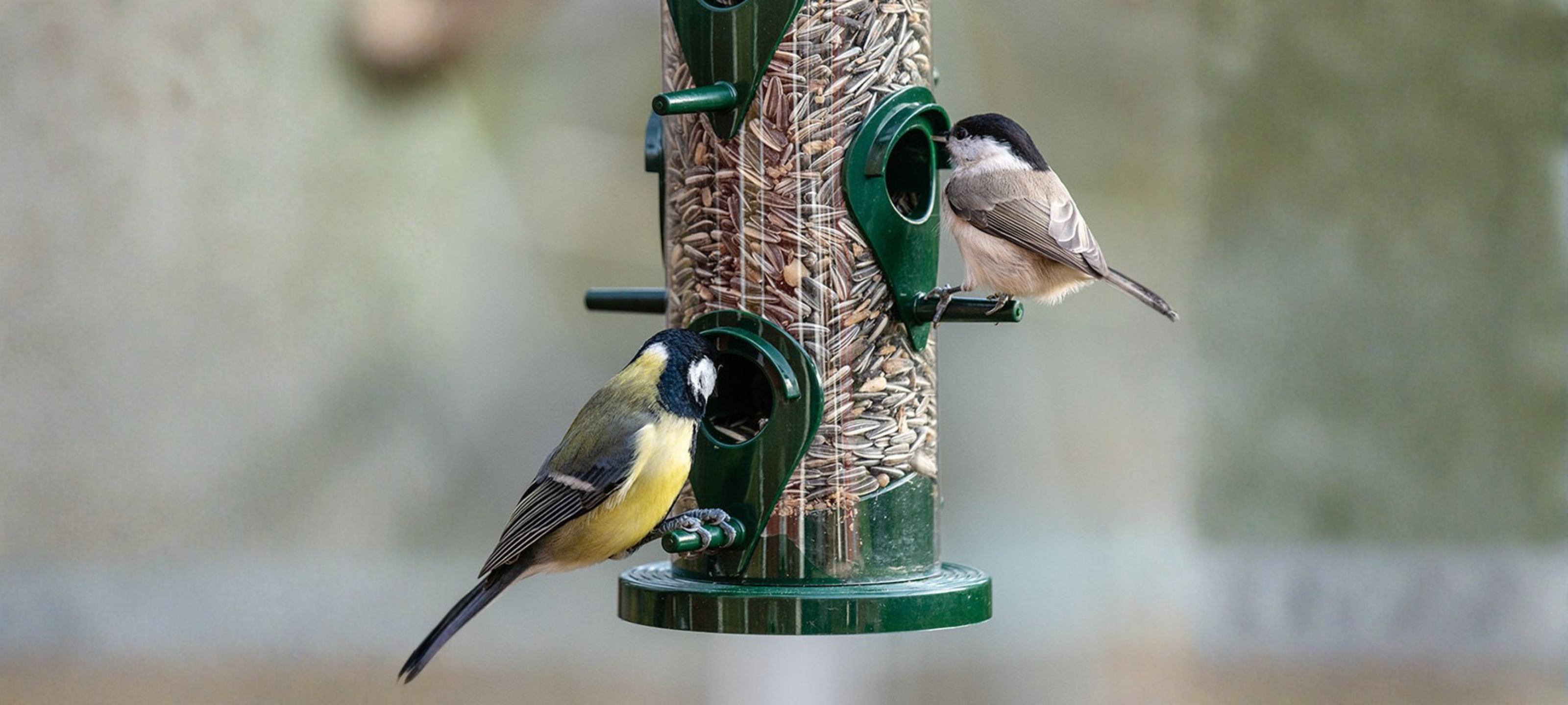 birdy page banner