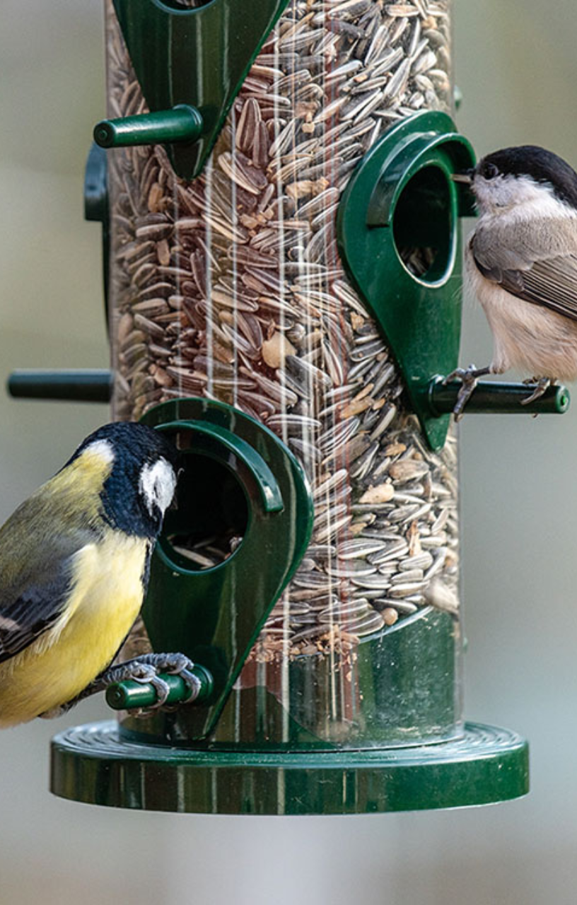 Two birds feeding from a green bird feeder filled with seeds.